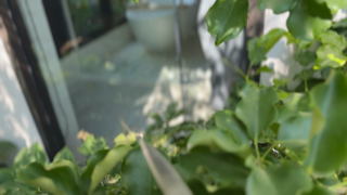 558 Hot Brunette Fucks Gardener While Husband Is on BusinessTrip_4k_orig.mp4