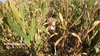 2020-02-07_Cornfield.mp4