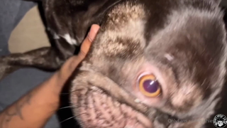 Rharri Rhound Fucked By Lil D On Couch.mp4
