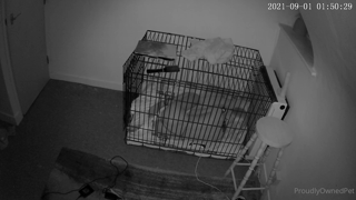proudlyownedpet_2021-09-09a.m4v
