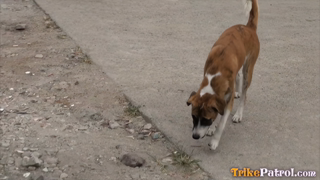 TrikePatrol.12.04.13.Aiza.Aquino.Doggystyle.POV.Porn.with.Big.Ass.Amateur.Friend.of.Ciara.mp4