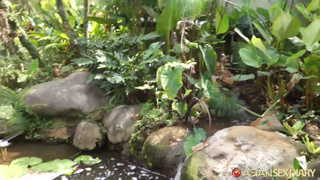 asd-2017-02-27-bali-indonesia-Walk and exploring Bali hotel grounds – February 27, 2017.mp4