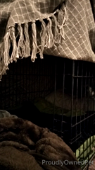 proudlyownedpet_2021-12-23.m4v