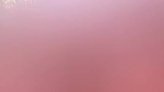 Forest 1.mp4