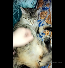 3382435__0.mp4