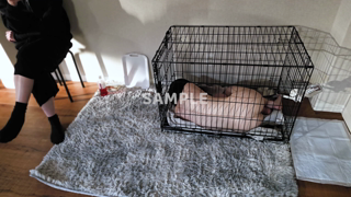 CF1179372 雌犬として飼っていただいてます..mp4