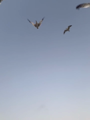 3716115478511360593--dianaelizon_DOTiQx_kfWc.mp4