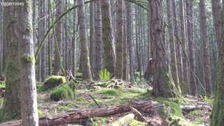 260324_tiggerrosey_Frolicking Fairy in the Woods_1080p_orig.mp4