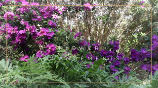 Episode 17 - Nude Flower Arrangements [915834947].mp4