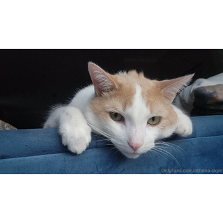 Hey beautiful humans. A bit of a bummer post (but good for you) my sweet boy Gimli is spending the night or two at.jpg