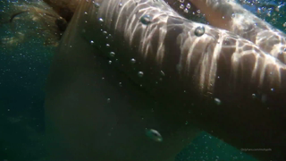 2020-02-21_5e4f69856716fe1835165.mp4