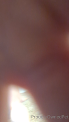 proudlyownedpet_2021-07-03.m4v