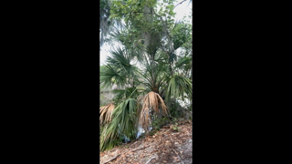 Miss Ellie_Outdoor-Trail-Peeing.mp4