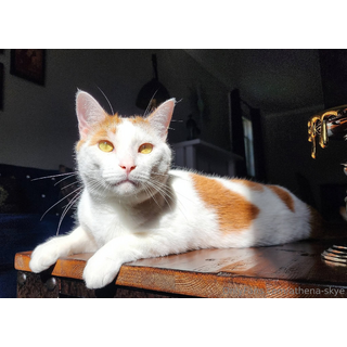 Pekoe is home and I will now be less insane and back to our regular scheduled content haha ♡.jpg