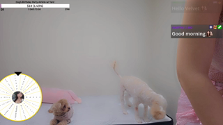 twitch_velvet_7_2026-03-28 00-22-30_720p_Just Chatting_Meow~ Will u Adopt me 500Bits Spin Roulette 💖ENGJPKR.mp4