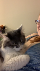 69895150_my-cat-sat-on-me-for-the-first-time-ever-today-and-i-caught_0.m4v