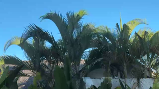 HelloViv_2026-06-29_04-00-00_842.mp4