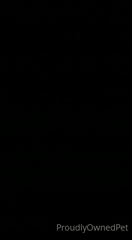 proudlyownedpet_2021-05-27.m4v