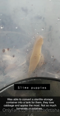 161129614_snail-hospital-update-for-those-interested-rained-really_0.m4v