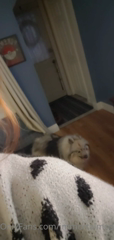 243096389_wanna-help-me-dogsit_0.m4v