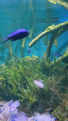 221344511_a-day-in-my-life-aquarium-edition_26.m4v