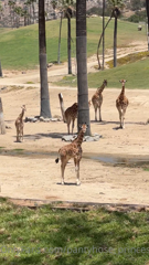 318392929_i-am-at-the-safari-park-i-thought-i-would-share-a-cute-vid_0.m4v