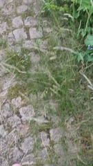 163804949_tonights-stuffing-is-gonna-be-a-really-good-one-going-for-8_1.m4v