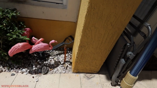 wlb_04_thepoolboy_Harper Hill_1080p.mp4