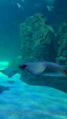 221344511_a-day-in-my-life-aquarium-edition_24.m4v